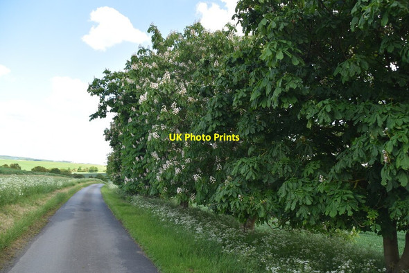 Photo 6"x4" Chestnut trees by lane Strethall c2021