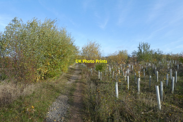 Photo 6"x4" Path and young trees Grimston\/SE6451 c2021