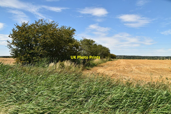 Photo 6"x4" Hedge and drainage channel Bilsington c2020