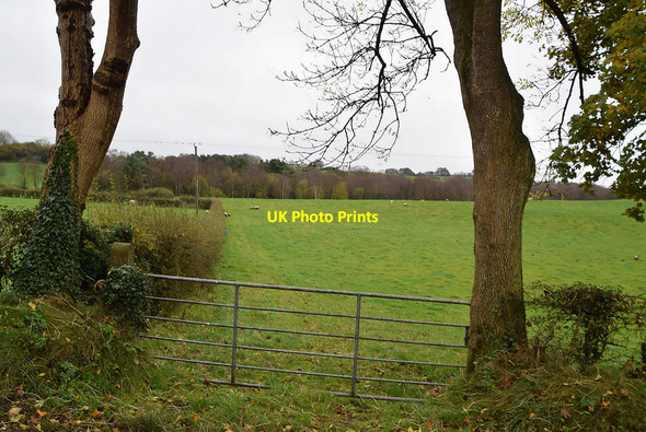 Photo 6"x4" A gate between trees, Camowen Omagh c2021