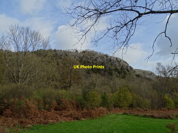 Photo 6"x4" Woods at base of Whitbarrow Scar Witherslack c2021