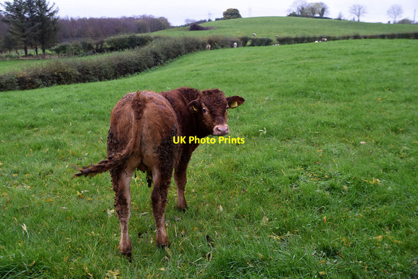Photo 6"x4" A lone calf, Camowen Beragh c2021