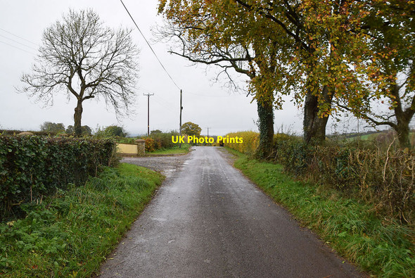 Photo 6"x4" Trees along Crevenagh Road Beragh c2021