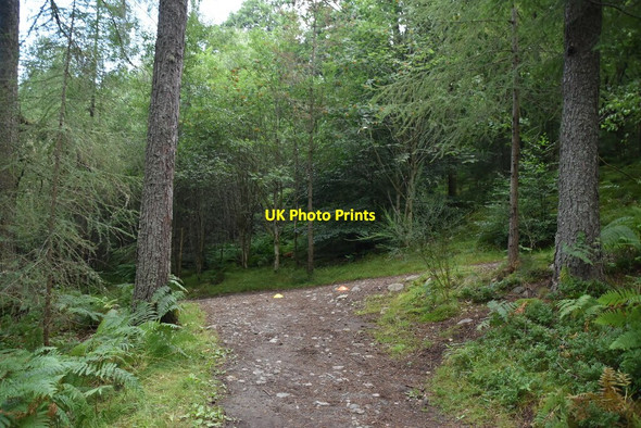 Photo 6"x4" Woodland footpath Pitlochry c2021