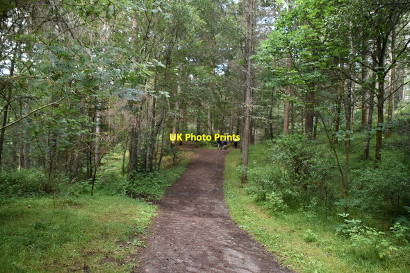 Photo 6"x4" Footpath, Dunmore Hill Faskally c2021