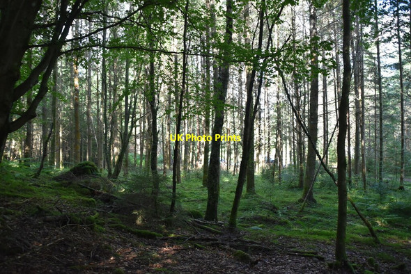 Photo 6"x4" Woodland near Loch Dunmore Faskally c2021