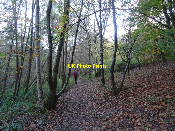 Photo 6"x4" Woodland Path Bushbury\/SJ9203 c2021