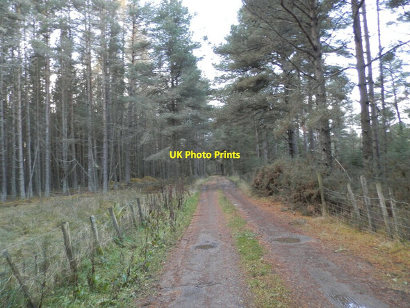 Photo 6"x4" Woodland track near Beehive Croft Duncanston c2021