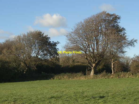 Photo 6"x4" Late autumn trees at Old Ballas, near North Cornelly South Cornelly c2021
