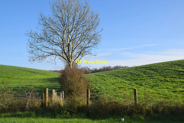 Photo 6"x4" Tree and hedge, Freughmore Omagh c2021