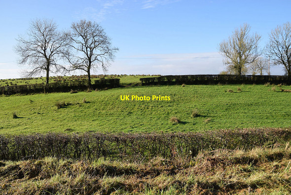 Photo 6"x4" Trees, Freughmore Seskinore c2021