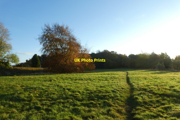 Photo 6"x4" Path and beech tree York\/SE5951 c2021