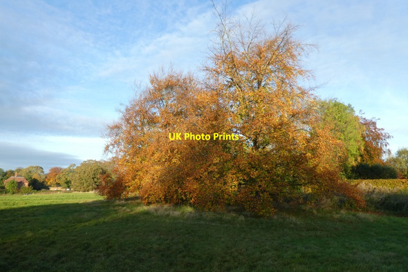 Photo 6"x4" Beech tree in autumn colours York\/SE5951 c2021