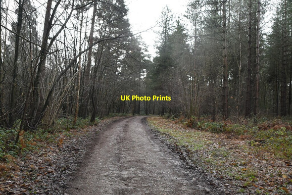 Photo 6"x4" Track south of Brick Kiln Cottages Bedgebury Cross c2021