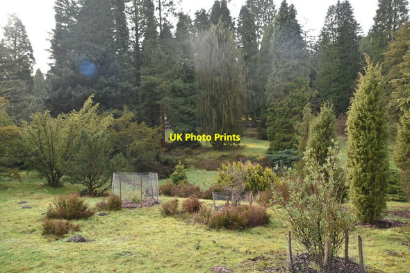 Photo 6"x4" Bedgebury Pinetum Bedgebury Cross c2021