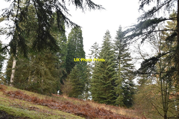 Photo 6"x4" Bedgebury Pinetum Bedgebury Cross c2021 P1