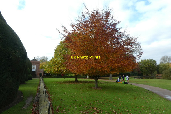 Photo 6"x4" Trees near the Quiet Place Heslington c2021
