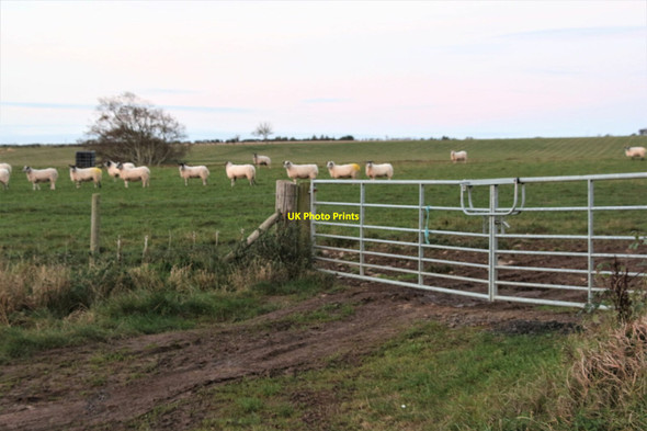Photo 6"x4" Double gate and sheep at The Loan Coldingham c2021