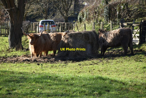 Photo 6"x4" Highland Cattle Eynsford c2021