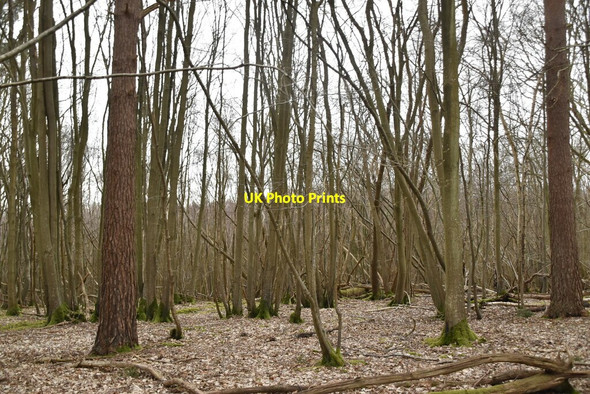 Photo 6"x4" Crowhurst Wood Mountfield\/TQ7320 c2021