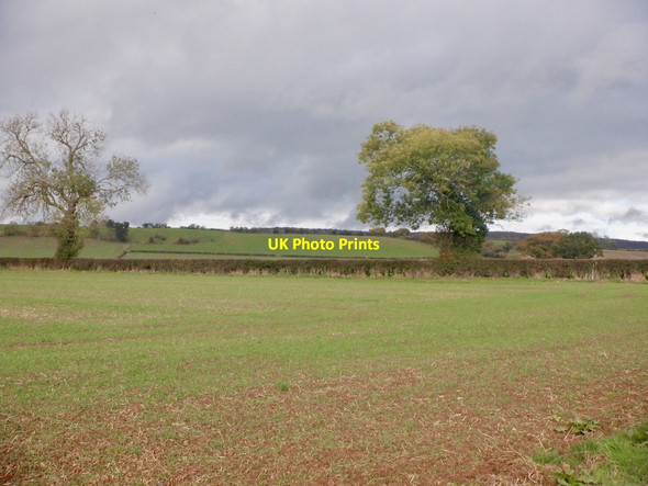 Photo 6"x4" Winter cereals near Auberrow Portway\/SO4845 c2021