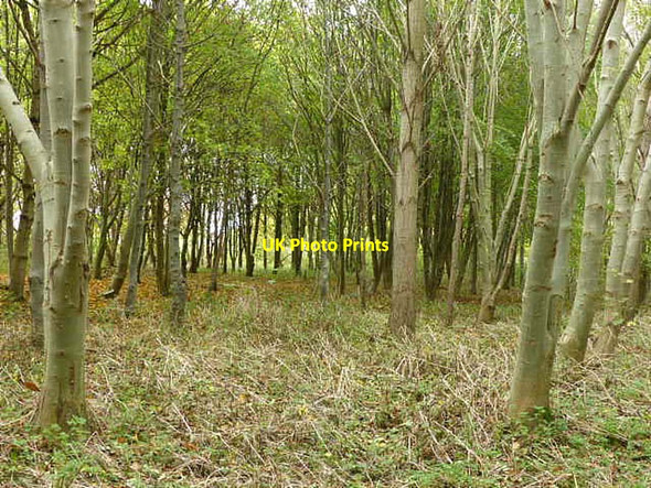 Photo 6"x4" Plantation woodland near Park Farm Southwell\/SK7053 c2021
