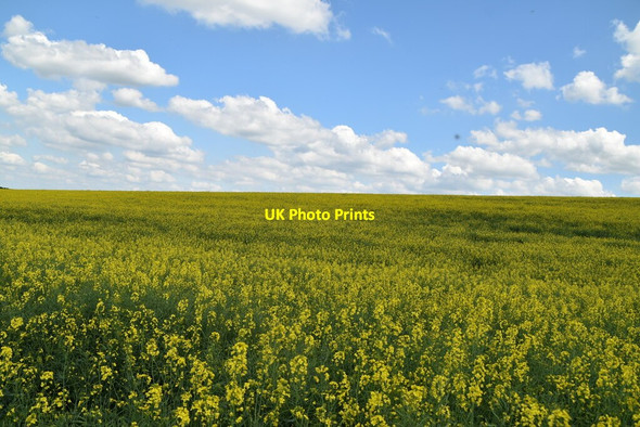 Photo 6"x4" Oilseed rape Catmere End c2021