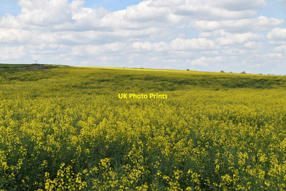 Photo 6"x4" Oilseed rape Catmere End c2021 P1
