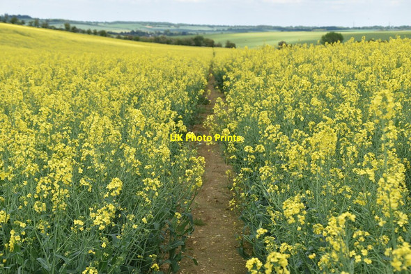 Photo 6"x4" Icknield Way Trail Catmere End c2021 P1