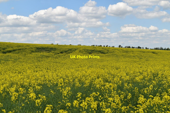 Photo 6"x4" Oilseed rape Catmere End c2021