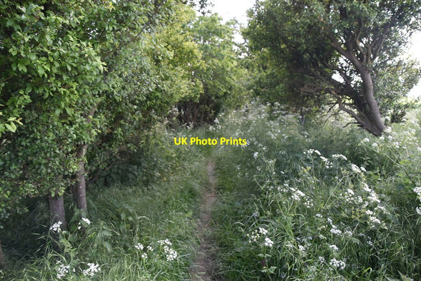 Photo 6"x4" Icknield Way Trail Great Chesterford c2021 P2