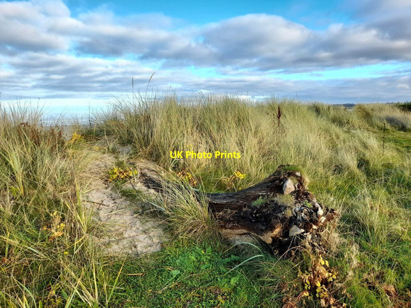 Photo 6"x4" Driftwood, Carse of Delnies Moss-side\/NH8555 c2021