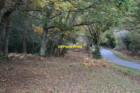 Photo 6"x4" Autumn leaves on Castle Hill Fordingbridge c2021