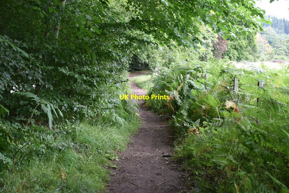 Photo 6"x4" Footpath by the River Garry Faskally c2021