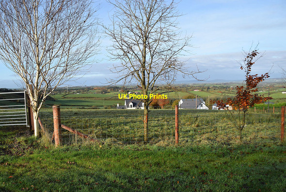 Photo 6"x4" Small trees, Gargrim Fintona c2021