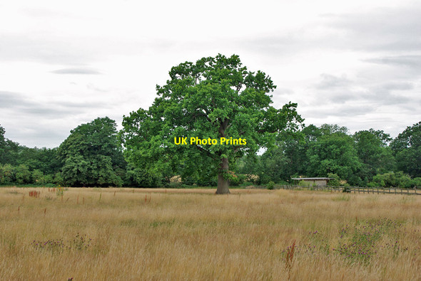 Photo 6"x4" Tree in field of grass Horley\/TQ2843 c2010