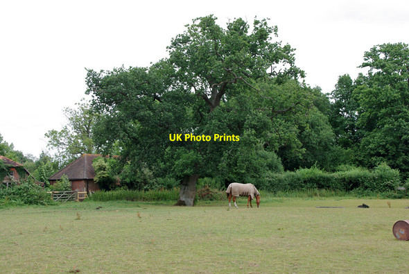 Photo 6"x4" Horse and tree by Meath Green Farm Horley\/TQ2843 c2010