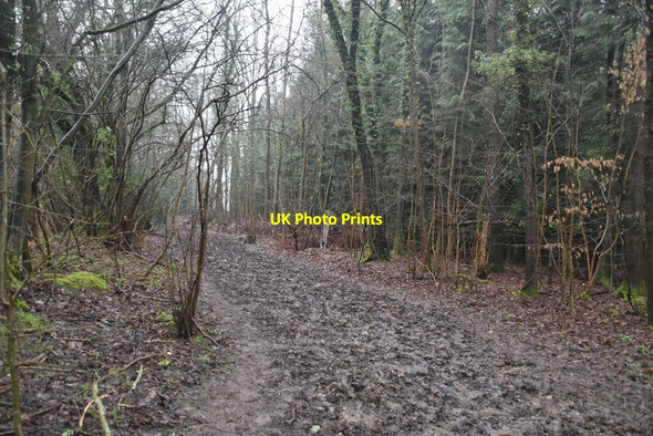Photo 6"x4" Muddy footpath Puddledock\/TQ4650 c2021