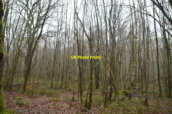 Photo 6"x4" Styants Wood Bitchet Green c2021