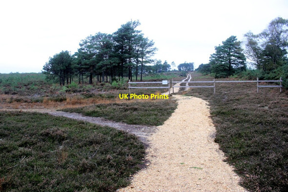 Photo 6"x4" Heathland Track on the Arne Peninsula Arne c2021