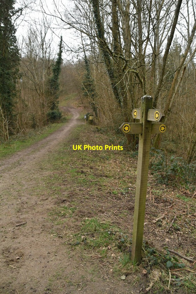 Photo 6"x4" Footpath junction, Ashes Wood Battle\/TQ7416 c2021