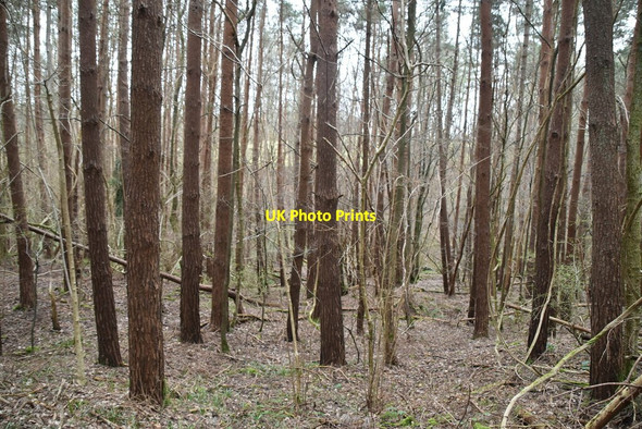 Photo 6"x4" Conifers, Archer Wood Battle\/TQ7416 c2021