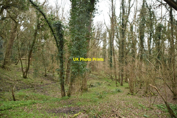 Photo 6"x4" Archer Wood Battle\/TQ7416 c2021