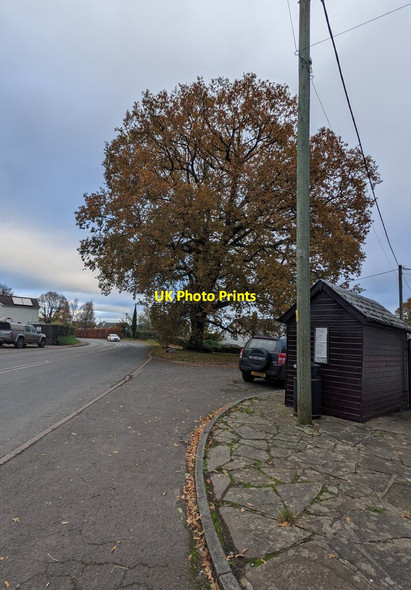 Photo 6"x4" Oak in autumn colours, Usk Road, Llangybi, Monmouthshire Llangybi\/ST3796 c2021