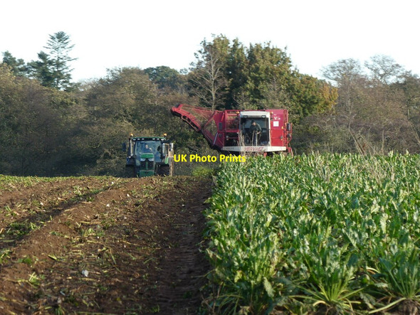 Photo 6"x4" Sugar beet harvesting North Walsham c2021