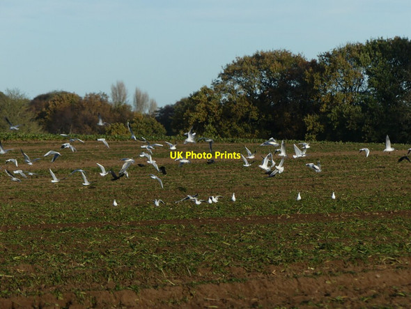 Photo 6"x4" Gulls feeding as Sugar beet lifted North Walsham c2021