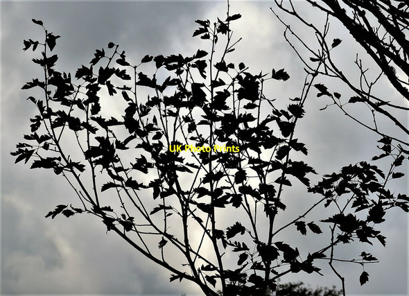 Photo 6"x4" Wild service tree leaves in silhouette, Churchland lane Sedlescombe c2021