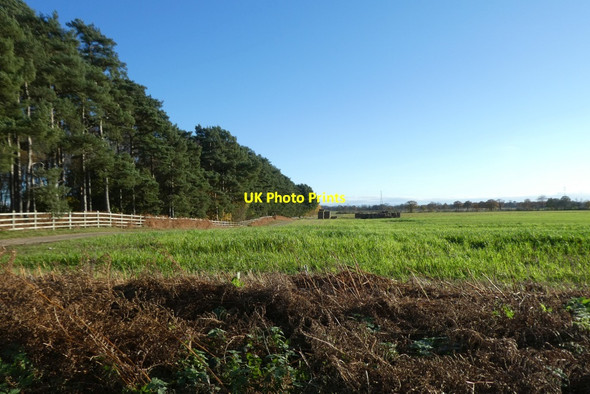 Photo 6"x4" Edge of High Plumps Wood Moor End\/SE6656 c2021