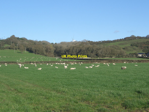 Photo 6"x4" Grazing by Pant yr Hyl, north of Porthcawl Porthcawl c2021