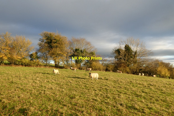 Photo 6"x4" Sheep above Hillside Farm Crambe c2021
